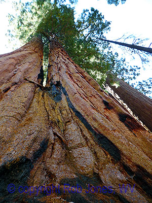 Sequoia Sky Seeker